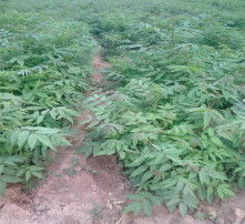 大棚种植能否带来可观收益？真相究竟如何？