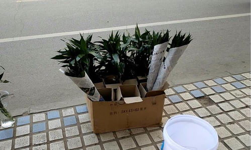 现在在小城市卖花还能赚钱吗？市场前景如何？