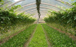 河南夏季种植哪种作物最赚钱？你了解吗？