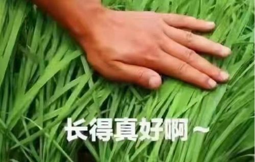 割韭菜副业真的能赚钱吗？值得尝试还是陷阱？