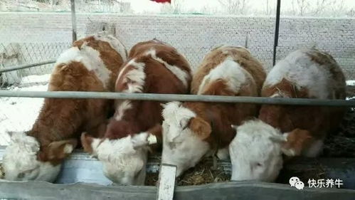 在广州养哪种牛最赚钱？选择哪种牛养殖效益高？