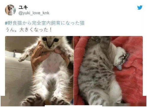 养流浪猫真的能赚钱吗？经济效益如何评估？
