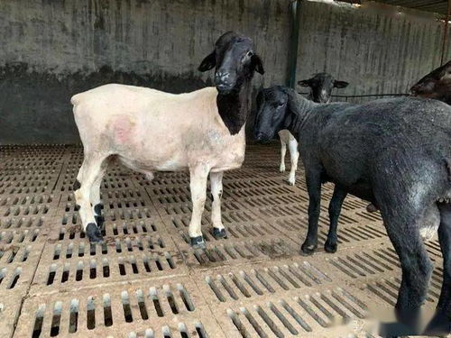 新手养殖如何选择？养羊还是养乌鸡更赚钱？