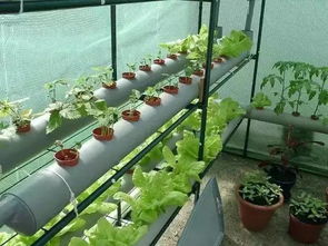 电商平台种菜项目真的能带来可观收益吗？