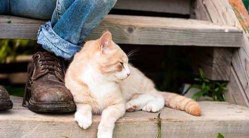 猫咪对鱼的情有独钟，这种跨界爱情结局会如何呢？