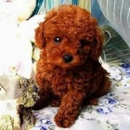 宁波泰迪幼犬价格是多少？宁波地区泰迪犬幼崽多少钱一只？