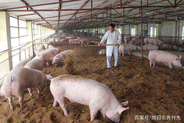 养猪与卖肉，哪个更赚钱？经济效益大比拼！