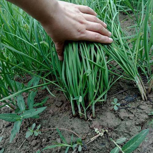 哪类职业在种植韭菜领域最具盈利潜力？