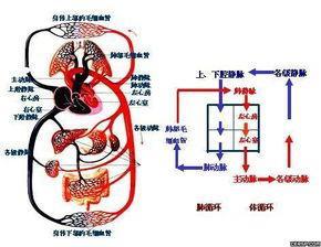 挑选魅力减肥昵称有哪些妙招？分享独特微信减肥名称精选！