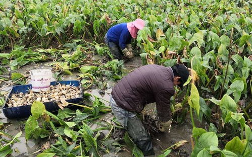 农民每日种植何种作物最能盈利？