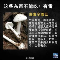 小蘑菇打码究竟有何用途，是否存在毒性隐患？