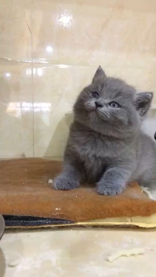 在知乎上，创造猫项目究竟能否带来稳定收益？
