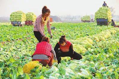 镇江农村种植哪些蔬菜最具经济效益？