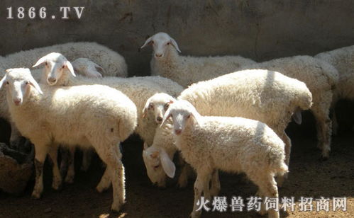 如何通过养羊实现盈利？赚钱的养羊方法有哪些？