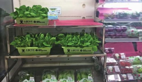 超市高价蔬菜销售策略，究竟利润几何？