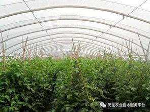 陕西大棚菜种植能否带来可观收益？