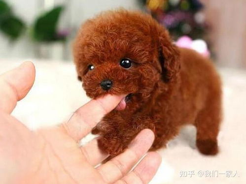养泰迪犬进行繁殖，真的能带来可观收益吗？