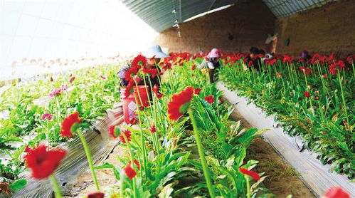 栽花能否成为致富之路？探讨花卉种植的经济效益