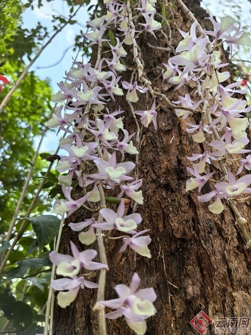 在广州，哪些植物种植能带来可观收益？