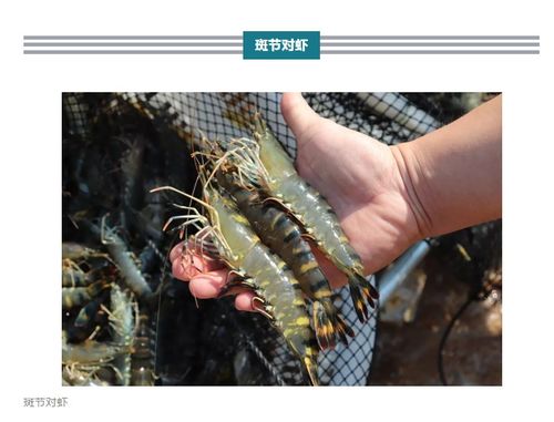 哪种虾养殖利润最高？附高效养殖图片解析