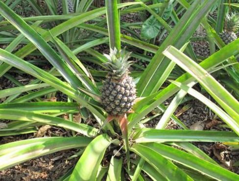种植菠萝苗究竟能否带来可观收益？真相在此！