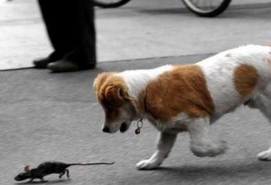 狗狗也能抓老鼠？宠物兼职猎鼠视频大公开！