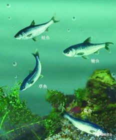 当前水产养殖中，哪种鱼类最具盈利潜力？