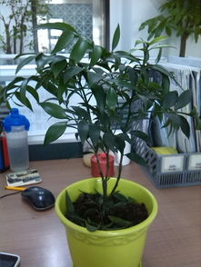 哪种花或树种植能最快实现盈利？