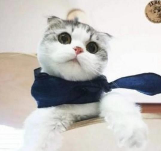 猫咪也能兼职拍照赚钱？你相信吗？