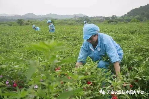 海外种植哪些药材最具盈利潜力？投资回报如何？
