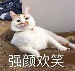 快猫猫真的能帮你轻松赚钱吗？真相究竟如何？