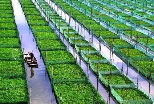 在杭州农村种植哪种作物收益最高？