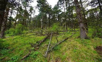 在深山种植哪种木材能迅速带来经济效益？