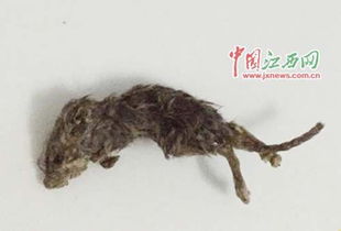 女生口中的“白龙马”究竟有何深意？求解其背后的含义