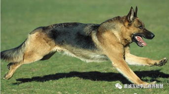 大狼狗的小说能赚钱吗？探寻其背后的经济效益
