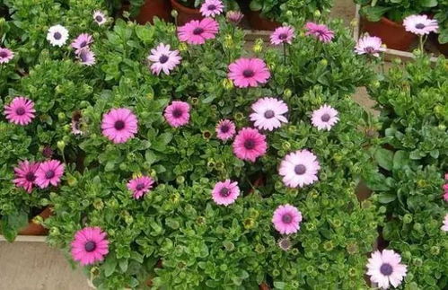 家庭种植花草真的能带来经济收益吗？