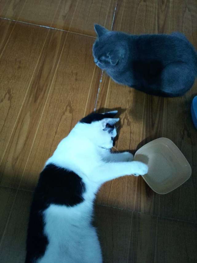 哪种猫最适合赚钱？你知道吗？