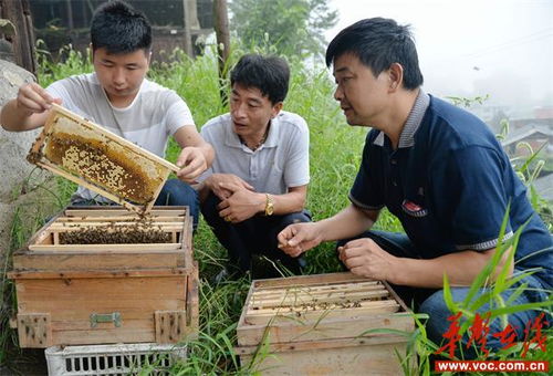 如何快速在澳洲开展养蜂事业实现盈利？