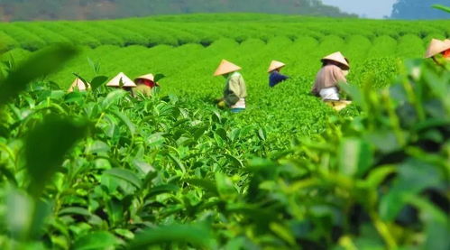 茶叶批发市场哪种茶叶最赚钱？高清图片解析