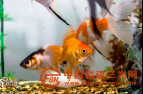 投身黄翅鱼养殖，能否实现财富增长？