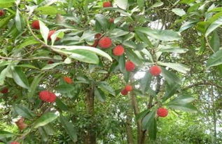 厂区种植哪种植物最具经济效益？如何选择赚钱植物？