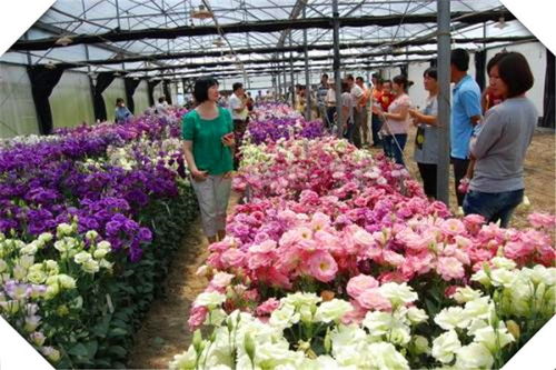 农村种植哪些花卉最具经济效益？如何选择赚钱花卉？