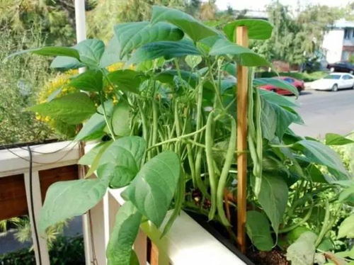 大妈在家种植哪种蔬菜能带来可观收入？