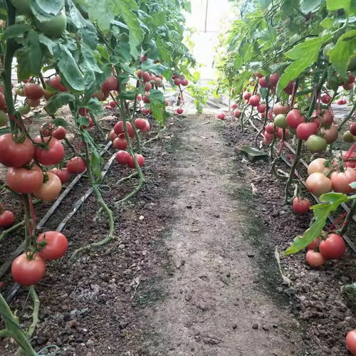在自贡种植哪种桔子品种能带来最高经济效益？