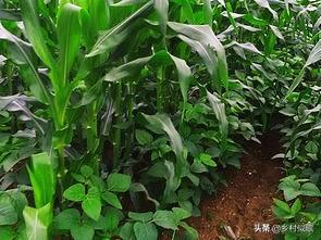 玉米套种哪种作物收益最高？如何选择最佳搭配？