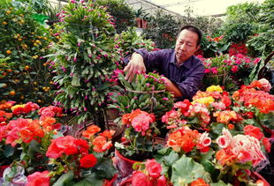在东北地区，种植哪些花草最具经济效益？