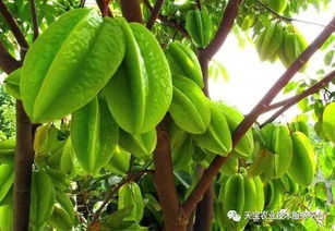 杨桃种植真的能带来可观收益吗？背后的赚钱逻辑是什么？