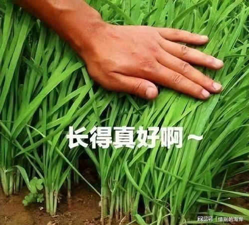 露天种植韭菜真的能盈利吗？经济效益如何？