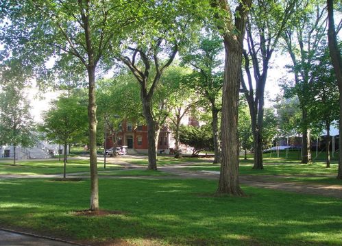 大学校园里种植哪些树木能带来经济效益？