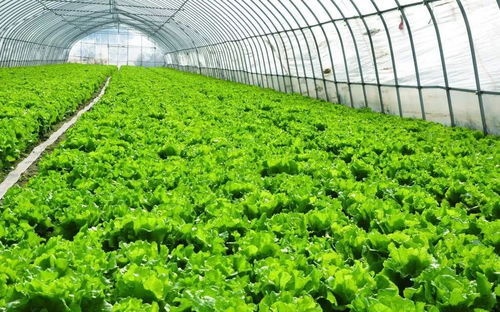 广西地区种植哪种蔬菜最具盈利潜力？